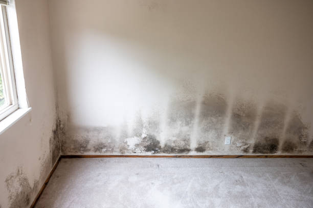 Asbestos and Lead Testing During Mold Inspection in Marion, TX