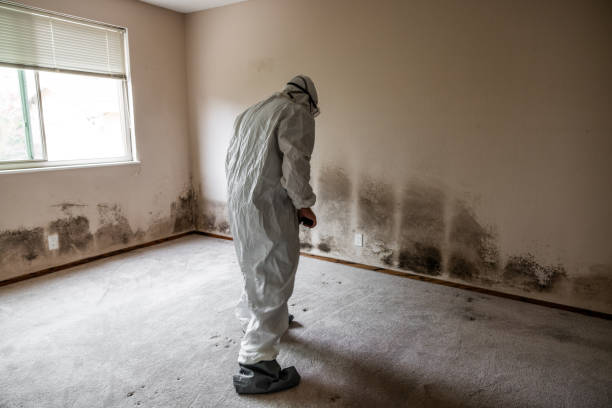 Environmental Consulting for Mold Prevention in Marion, TX